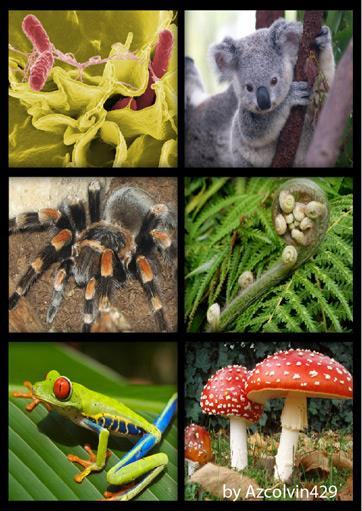 Overview: The Scope of Ecology Organismal Ecology Studies an organism's structure (morphology, anatomy) physiology