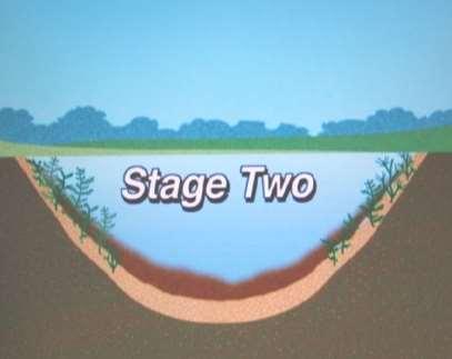 The Aging Process of A Lake During Stage 2 Excessive algae blooms and pond weeds become noticeable Emergent plants, such