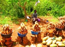 edu Use and importance Considered a small farmer's crop, sweet potatoes grow well in many farming conditions.