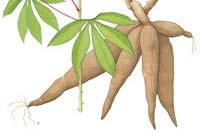 Manihot esculenta Related species: