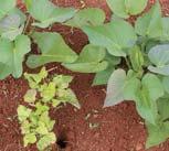 Sweet potato weevil Production -