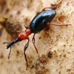 Subsistence Production Sweet potato weevil control: