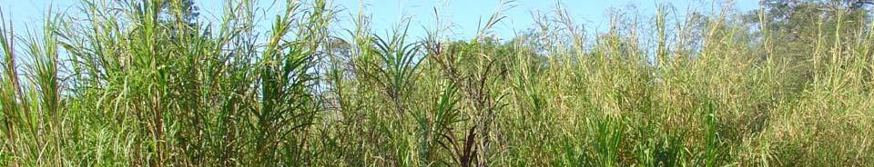 Some advances in RDI Technology of biomass elephant grass as a