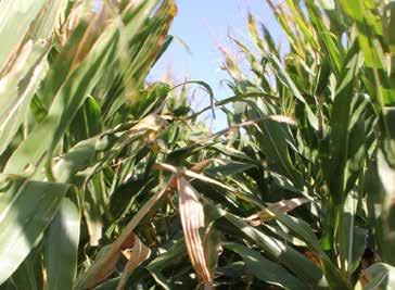 Management factors that contribute to high corn yields: Quantifying their value using an omission plot approach. University of Illinois. http://cropphysiology.cropsci.illinois.