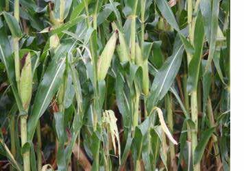 Value of a Fungicide Application Following a Hail Event Background Many growers consider the use of foliar fungicides as a tool to help relieve stress in corn, such as after hail damage.
