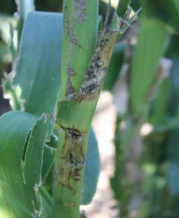 Value of a Fungicide Application Following a Hail Event Obviously, the impact on corn yield potential would depend on the severity of hail damage.