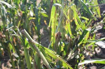 2 Hail damaged corn mid to late season. 2015. Monsanto Technology Development. http://www.aganytime.com. 3 Thomison, P. 2013. Hail damage to corn varies depending on growth stage.
