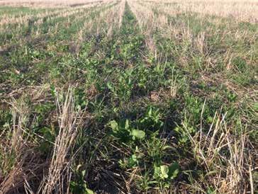 Effect of Stubble Height and Cover Crop on