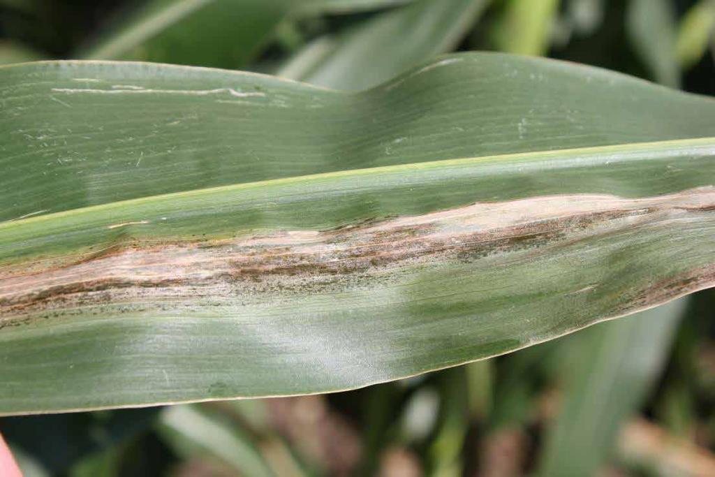 Possible Goss s Wilt Suppression with Cover Crops Background Goss s wilt is a corn disease caused by a bacterium that can reduce yield potential.