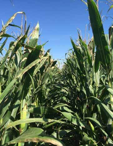 Possible Goss s Wilt Suppression with Cover Crops Figure 6. Susceptible corn product: Photos taken on September 2 at R5 (dent) growth stage.