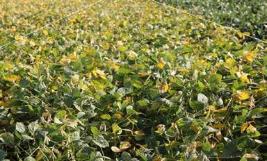 Soybean Management Strategies for High Yield Figure 1. High Management Study: Low Management Treatment. Photo taken September 15, 2015. Figure 2. High Management Study: Fungicide Application.