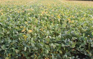 High yield management practices in soybeans. Monsanto Technology and Development. Monsanto Company. 2 Nutrient Content of Crops. United States Department of Agriculture - NRCS http://plants.usda.