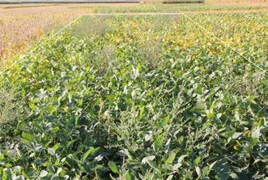Dryland Soybean Production Systems Study Guidelines Planting Date Randomized complete block design with three replications. Two soybean relative maturities (RM) used. Product A 2.4 RM Product B 3.
