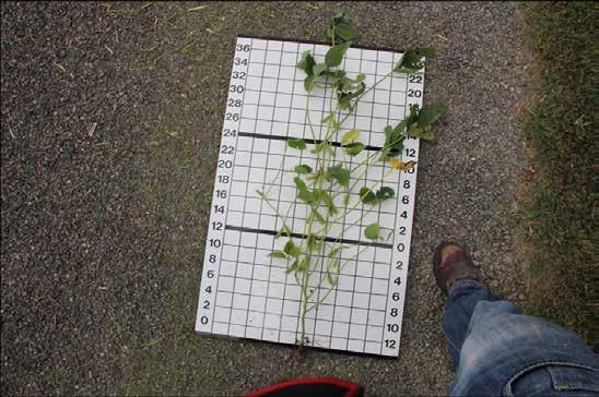 Soybean plants showing differences in