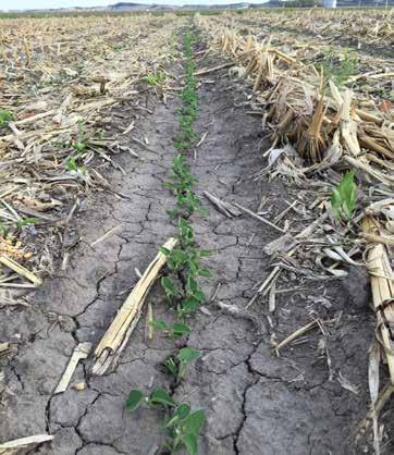 Planting Date Effects on Irrigated Soybean Figure 4.