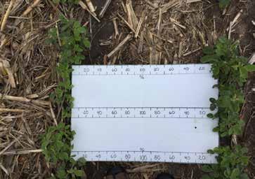 Soybeans in the April 1st planting date showing various levels of frost damage from a freeze on