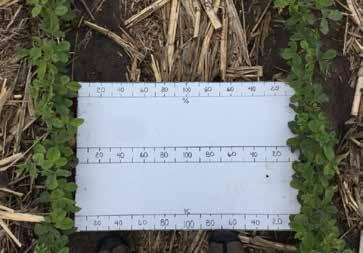 Planting Date Effects on Irrigated Soybean Figure 8.