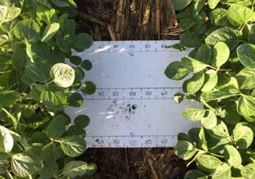 4 soybean planted April 24th with an estimated 54%