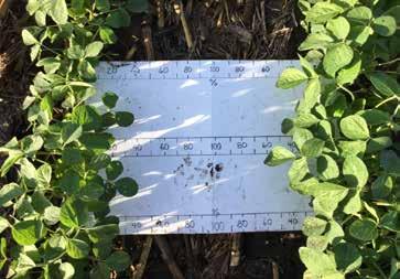 4 soybean planted May 15th with an estimated 47%