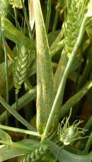Stripe Rust and the Effect of Fungicide Application on Wheat Background Stripe (yellow) rust (Puccinia striiformis) can cause yield losses up to near 50% in moderately susceptible wheat products when
