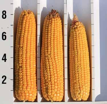 Investigating Planting Date Strategies in Corn Summary Results in 213 show that planting corn from late April into the first week of May yielded the highest of all RM products evaluated in this study.
