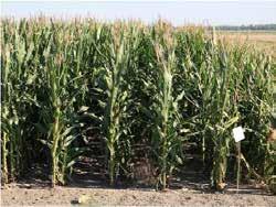 Skip Row Configurations in Dryland Corn 3-inch Spacing All Rows Planted 3-inch Spacing Plant 1, Skip 1 (P1S1) Sources &