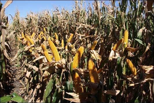 MONSANTO the Effect of Corn Density on Yield Figure 5A. Ear size at 24, plants/acre. Figure 5B.