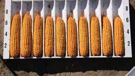 Monsanto and competitor corn products with 111 RM at