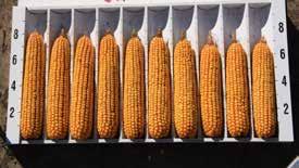 Monsanto corn products at  114 RM 246 bu/acre 114 RM