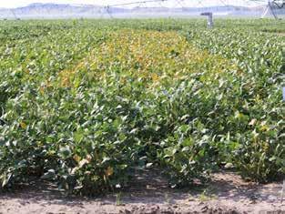 Effect of Planting Date on Soybean Differences in leaf senescence were noticed as early as the first week of September in the soybean planted May 4 (Figure 3).