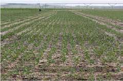 MONSANTO the Row Spacing in Soybean Production Background Optimum genetics, good agronomic practices and favorable environmental conditions are necessary to help increase yield