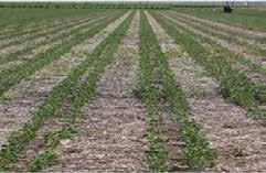 uptake. Study Guidelines Will narrow row spacing provide a yield benefit over wider row configurations?