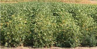 In one study, higher yields were obtained when 5% of the recommended irrigation was provided than when 1% of the recommended irrigation was provided for most of the soybean products tested.