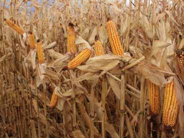 High Yield Management Strategies in Corn Background As growers continue to try to achieve a target corn yield average of 3 bu/acre, many management practices are employed.