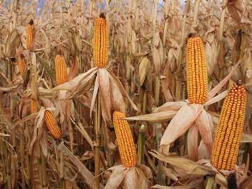 Previous studies have evaluated corn product response to management practices including tillage, crop rotation, irrigation, and row spacing.