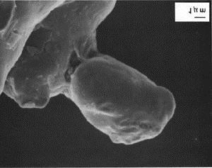 Figure 5: SEM photomicrographs of binder-treated premix showing fine iron particles bonded to coarser iron particles.