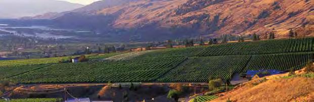 British Columbia Farm Cash Receipts 21 to 215 (continued) CROPS LIVESTOCK FLORI CULTURE NURSERY SOD GRAINS and OILSEEDS OTHER CROPS BEEF ($') 215 215 vs. SECTOR 21 211 212 213 214 215 vs.