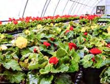 Floriculture, Nursery and Sod B.C. IS HOME TO CANADA S SECOND LARGEST FLORICULTURE AND NURSERY INDUSTRIES, WHICH TOGETHER GENERATED NEARLY HALF A BILLION DOLLARS IN TOTAL FARM CASH RECEIPTS IN 215.