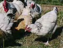 ΜΜPoultry and Eggs B.C. POULTRY AND EGG FARMERS GENERATED OVER HALF A BILLION COMBINED IN FARM CASH RECEIPTS IN 215. B.C. poultry farmers generated nearly $48 million in farm cash receipts and B.C. egg farmers generated more than $121 million in 215.