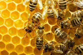 ΜΜOther Animals and Animal Products Honey and Bees: In 215 B.C. beekeepers produced 1,675 tonnes of honey valued at $17.