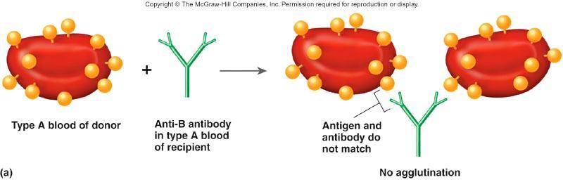 No Agglutination Reaction A person with blood type A can receive blood from a donor with blood type A.