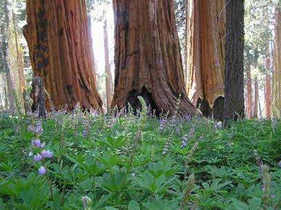 Create Resistance to Change Giant Sequoia groves were found at different elevations and at different sites under past climates.