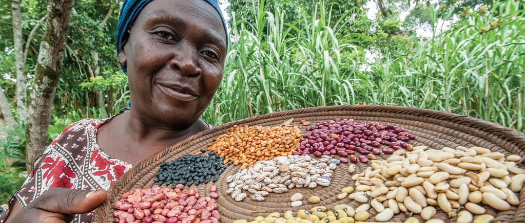 Bean diversity helps farmers tackle climate change (photo: G. Smith/CIAT).