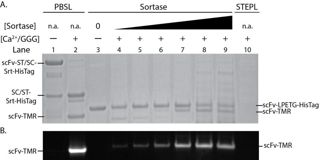Proximity-Based Sortase Ligation (PBSL) Binding partners are used to bring Sortase and