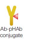20000 Ab-pHAb conjugate with excess phab dyes 10000 0 Trast-20xpHAb (no dialysis) Trast-20xpHAb
