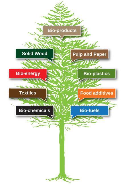 Forest Biofibre Directive Forest Biofibre Allocation and Use: Provides general direction for the allocation and use of forest biofibre beyond traditional uses.
