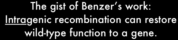 The gist of Benzer s work: Intragenic recombination can restore wild-type