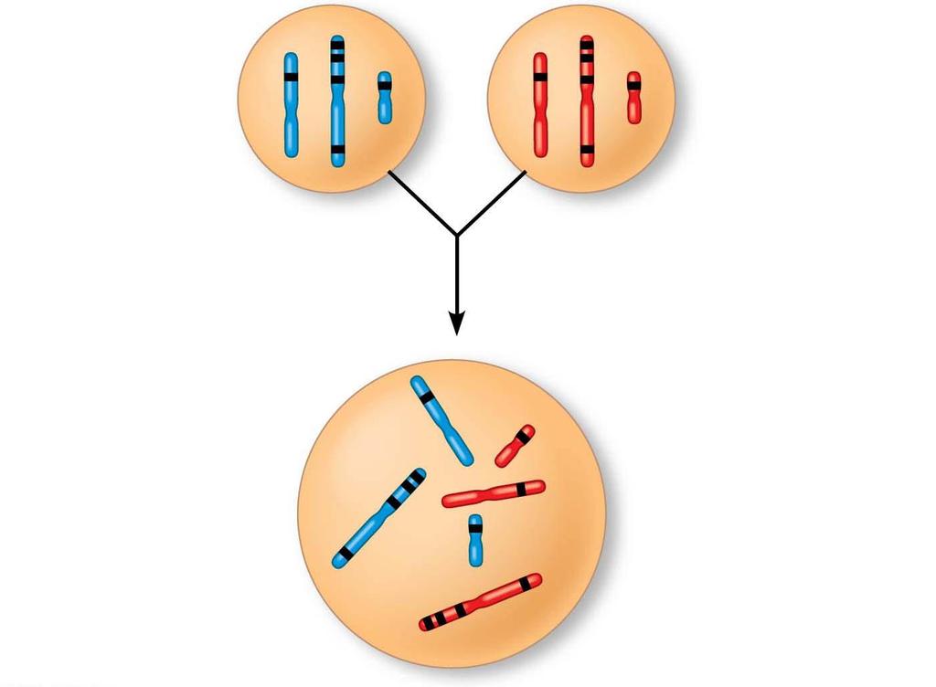 Figure 12.UN04 Sperm P generation gametes D C B A F E d c b a f e Egg This F 1 cell has 2n 6 chromosomes and is heterozygous for all six genes shown (AaBbCcDdEeFf ). Red maternal; blue paternal.