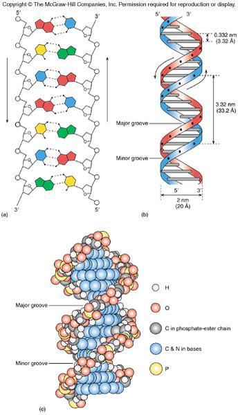DNA Helix Structure compared to a twisted ladder Curving sides of the ladder represent the sugarphosphate backbone