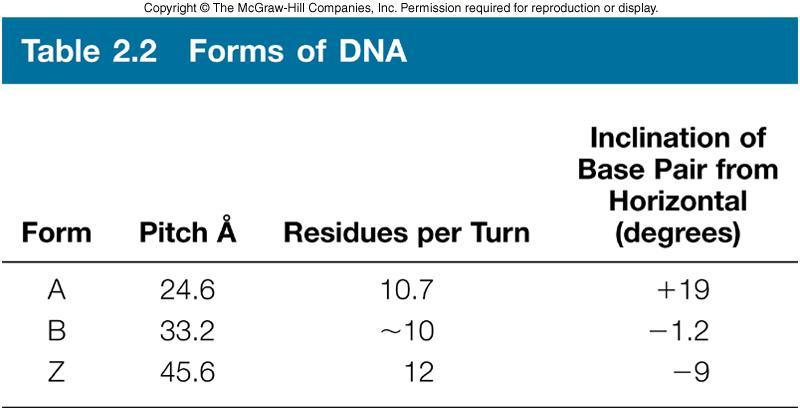 A Variety of DNA Structures High humidity DNA is called the B-form Lower humidity from cellular conditions to about 75% and DNA takes on the A-form Plane of base pairs in A- form is no longer